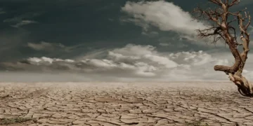 forandringsledelse - verden forandrer sig. Her ses en ørken med et enkelt spirende træ