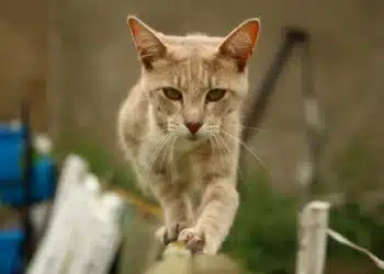 balanceteori - kat går elegant på rækværk