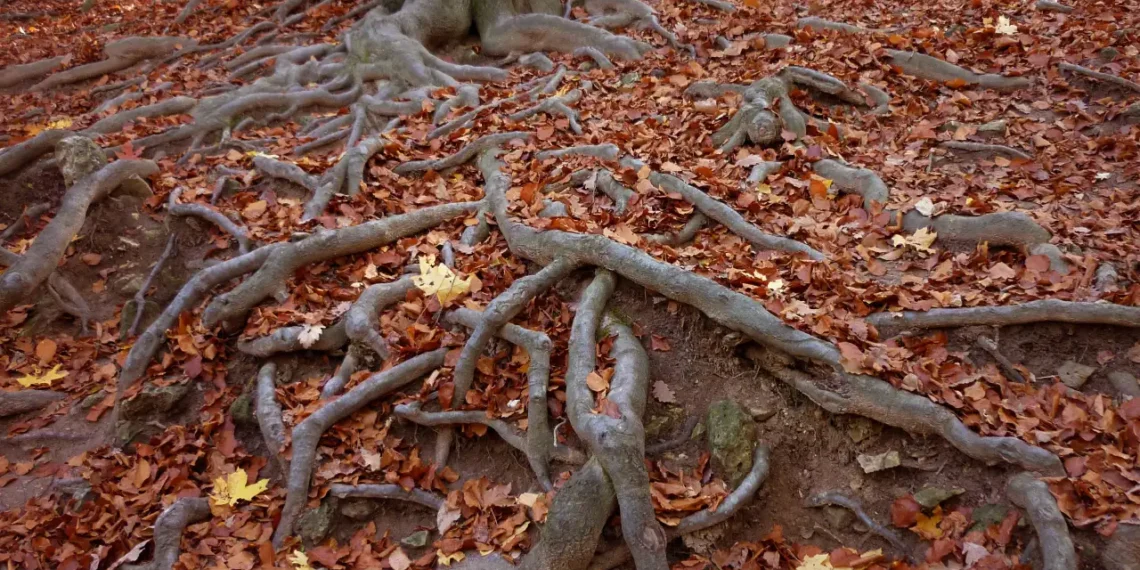 Systemisk tænkning her synlige rødder for foden af et træ