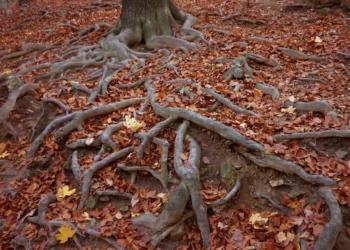 Systemisk tænkning her synlige rødder for foden af et træ