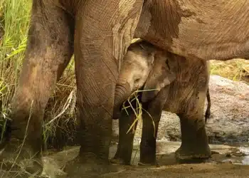 tryghedscirklen - baby elefant står under voksen elefant
