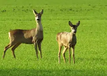ESG - her ses to rådyr på en grøn mark