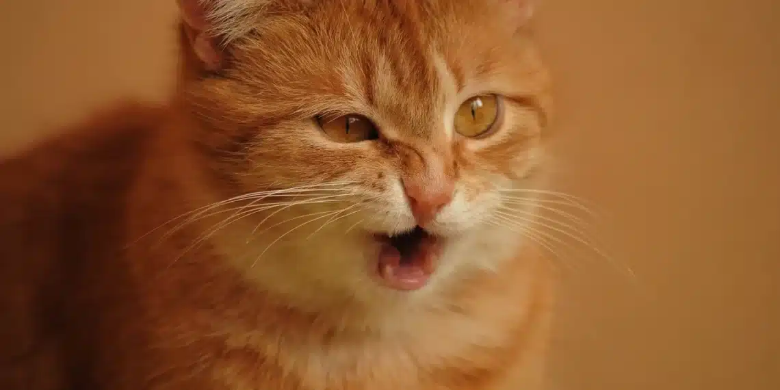 hjerneprut - en orange kat skærer en grimasse - derfor hjerneprut