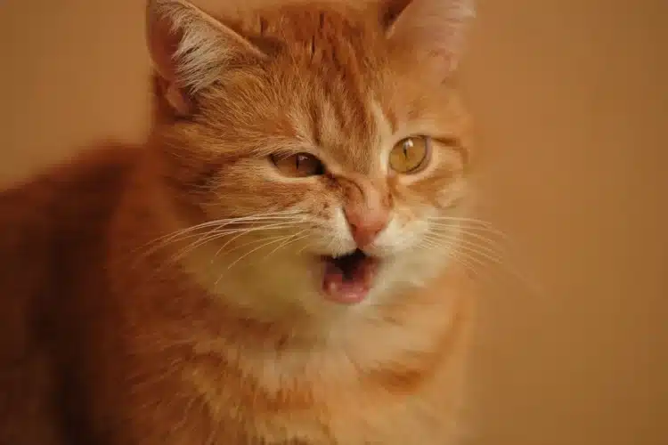 hjerneprut - en orange kat skærer en grimasse - derfor hjerneprut
