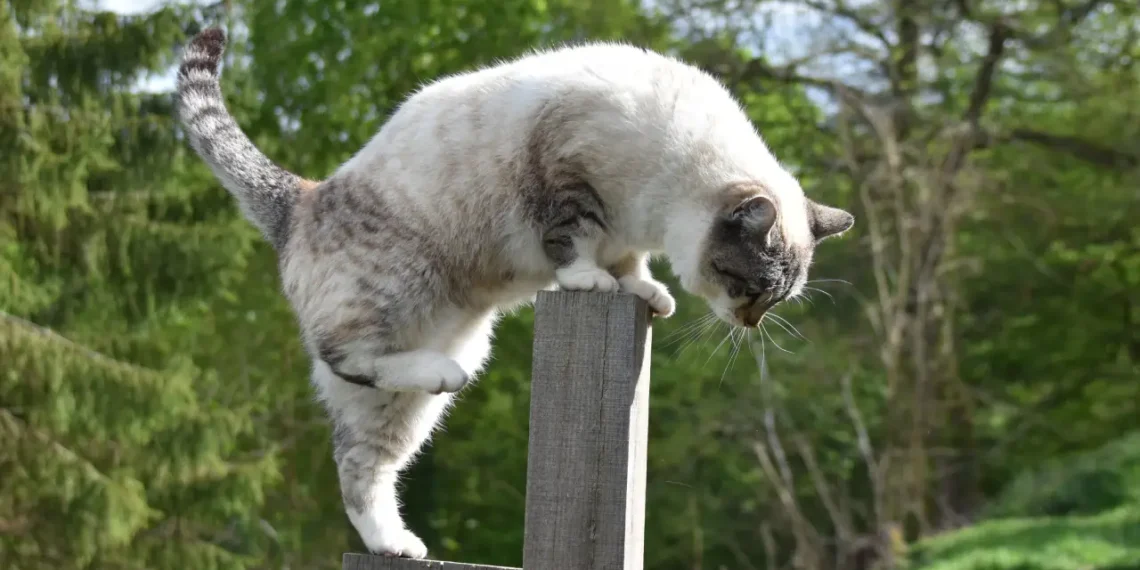 agilitet i ledelse - agil kat kravler over stolpe