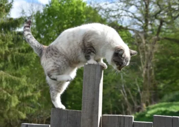 agilitet i ledelse - agil kat kravler over stolpe