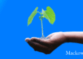 Growth mindset plante vokser i menneskehånd infobillede