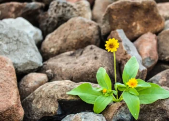 Resiliens - her skyder solsikke op mellem sten som metafor for resiliens