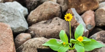 Resiliens - her skyder solsikke op mellem sten som metafor for resiliens