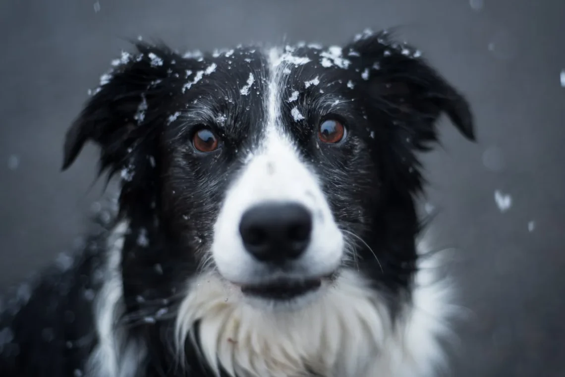 nærbillede af Border Collie som udtryk for loyalitet