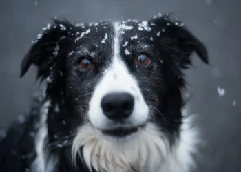 nærbillede af Border Collie som udtryk for loyalitet