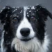 nærbillede af Border Collie som udtryk for loyalitet