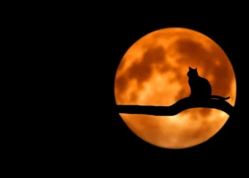 Kat sidder i månelys som i regler for overarbejde