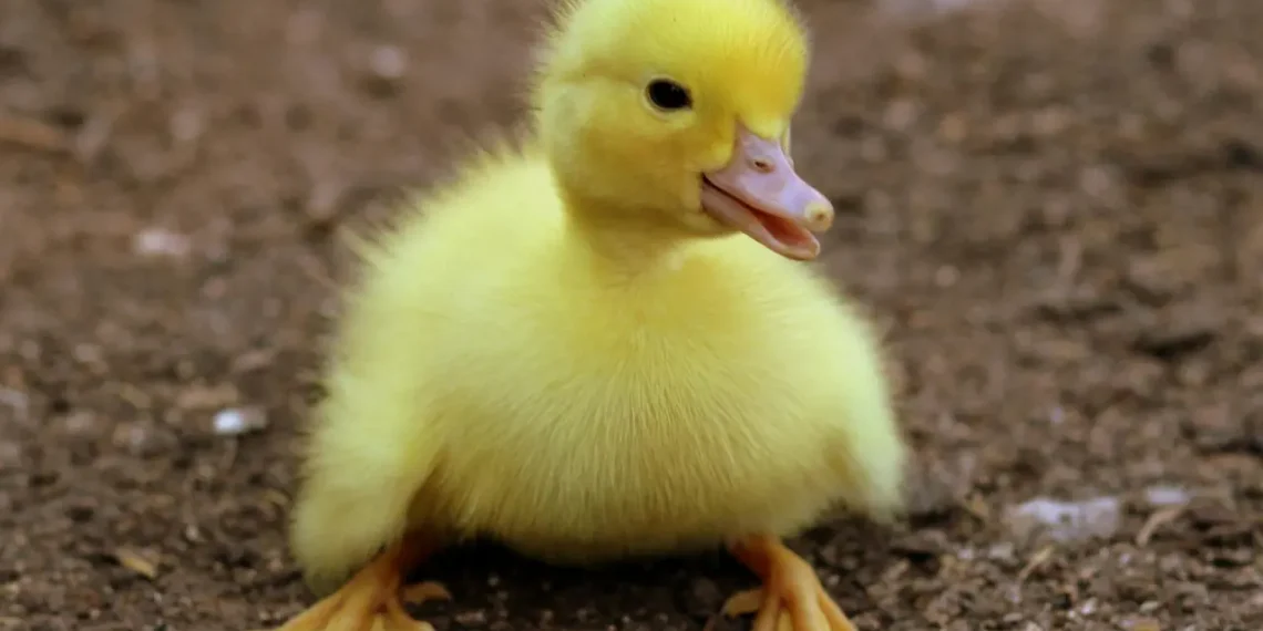 Lille gul and som billede for diversitet