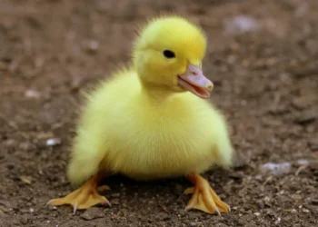 Lille gul and som billede for diversitet