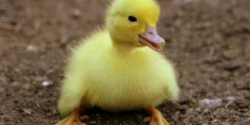 Lille gul and som billede for diversitet